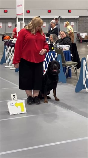 Stingray the Rottweiler is rockin’ the rally ring! #AKCRallyInvitational | American Kennel Club