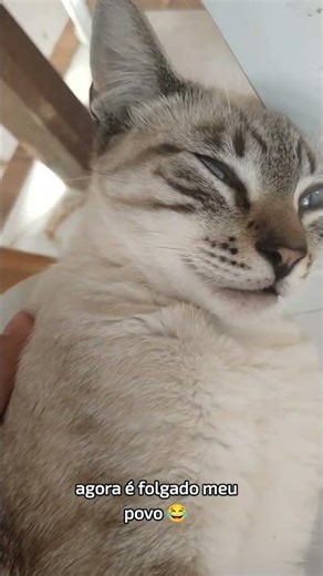 #gato Agora é muito folgado😂❤️