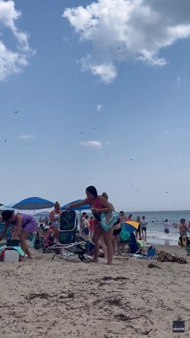'This Is Insane': Dragonflies Swarm Beach in Rhode Island