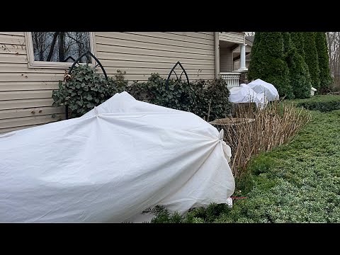 Spring Hydrangea Care Tips for a Late Freeze