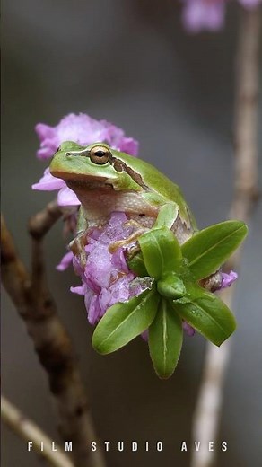 European tree frog in spring | Film Studio Aves