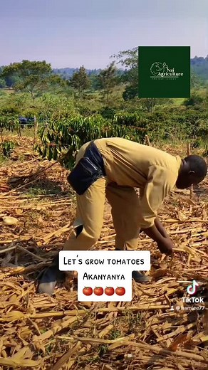 There is a lot of wealth awaiting to be unlocked by young people in tomato farming. If done well! #farming #tiktoknews #farmlife #nsiagricultureltd #letsgrowtogether #fyp #viral #viraltiktok #fypシ゚viral🖤tiktok #tiktokrwanda🇷🇼 #tiktokuganda🇺🇬🇺🇬🇺🇬 #tiktoktanzania🇹🇿 #mzansitiktok #uganda #theynotlikeus #maizefarming #kendricklamar #trendingvideo
