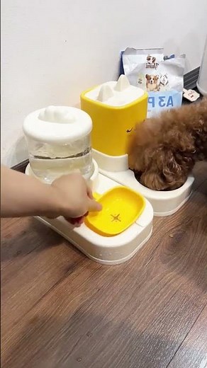 Smart Feeding Time! 2 in 1 Automatic Pet Feeder & Water Dispenser Test #petfeeder