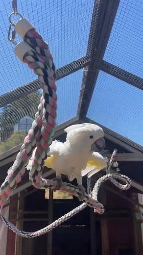 Have fun walking on a rope🦜 #parrots #greenparrot #ringneck #birds #pets | I am a ParrotS