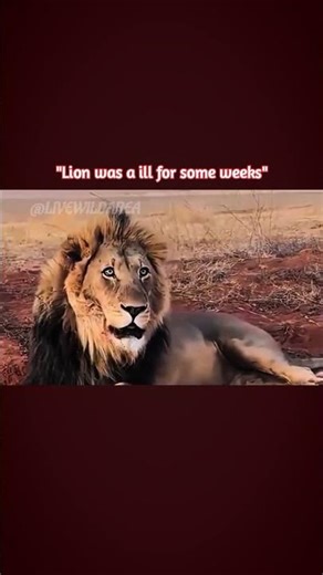 A lion that survived a snake bite #lionnation #tiger #lion