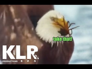 Crab Fights Bald Eagle