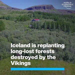 Iceland Is Bringing Back Forests Razed By The Vikings