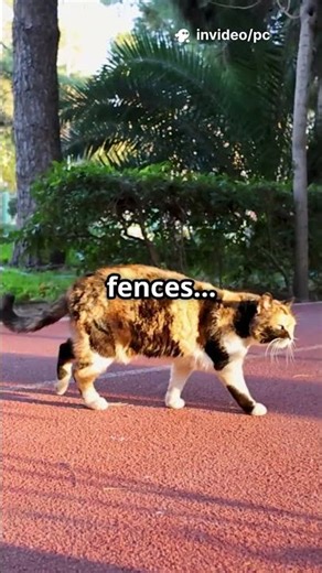 Do Cats Really Get LOST or Can They SECRETLY Navigate Home?