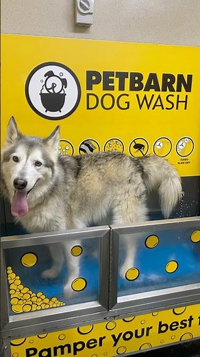 Why the PetBarn dog wash is a game changer/ the easiest way to wash your pet 🐶 stop 🛑 messy baths