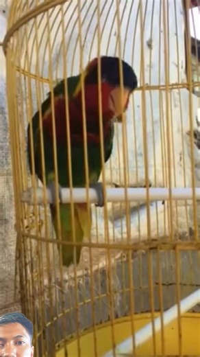 Dora parrot says Assalamualaikum and girl #birds #parrot #talkingparot #nuridora