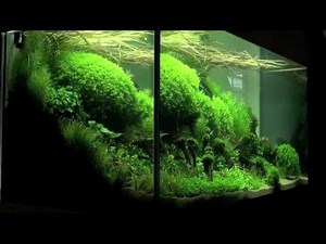 Fish to Avoid for Planted Freshwater Tanks - RateMyFishTank.com