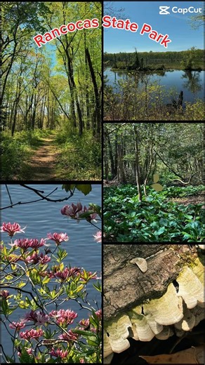 Sneak Peak On The Trail #nature #solo #hike #woods #creek #trail #newjersey #hikingaddiction