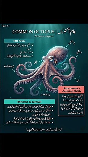 🐙 Most Intelligent Sea Creature You've Never Seen #Octopus #Wildlife #Shorts