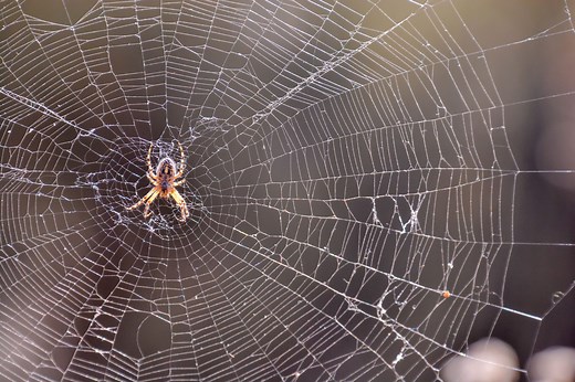 Ask a Pest Pro: Where Do Spiders Really Go During the Winter Months?