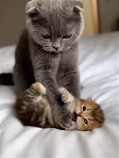 Scottish Fold Bullies a Norwegian Forest Cat Kitten Until Mom Appears