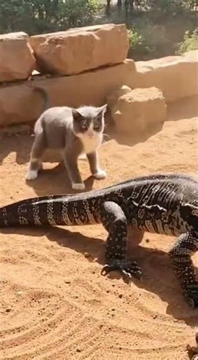 Cat vs. Monitor Lizard: Epic Fight for Survival!