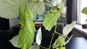 1.1K views | The Leaf insect, also called the walking leaf, is any of more than 50 species of flat, usually green insects that are known for their striking leaf-like appearance. Can you see it? #UseVapeNotFake | VAPE Insect Repellent | Facebook