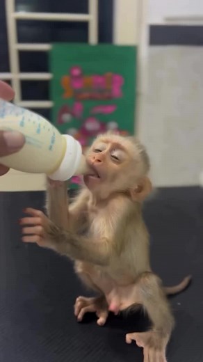 capuchin |capuchinmonkey capuchin monkeyfor sale in USA| capuchinmonkey for sale | baby petcapuchin monkey lis acapuchin monkey a goodpet | capuchin monkeygame | capuchin monkeyfor adoption | capuchinmonkey as a pet | capuchinmonkey species | howmuch is a capuchinmonkey small capuchinmonkey baby capuchinmonkey price | babycapuchin monkey for sale#primatesofinstagram #monkeysofinstagram #animalsofinstagram #funnymonkey #funnyanimals #cutemonkey #cuteanimals #sweetmonkey #sweetanimals #animallove