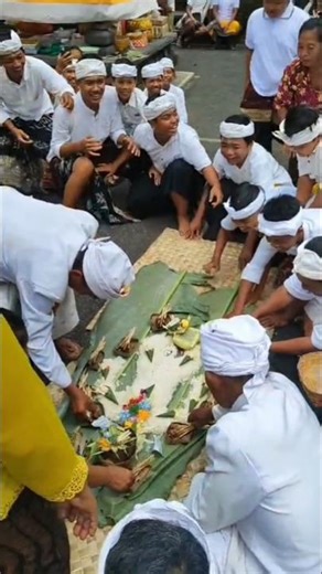 TRADISI MEREBUT TEBASAN PEMIAK KALA,RING PURA MAKSAN,Br.Delodpasar,Ds.Taman #tradisibali #budayabali