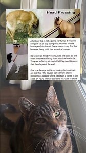 🐾 If Your Dog Or Cat Is Pressing Their Head Against The Wall Take Them To The Vet Now