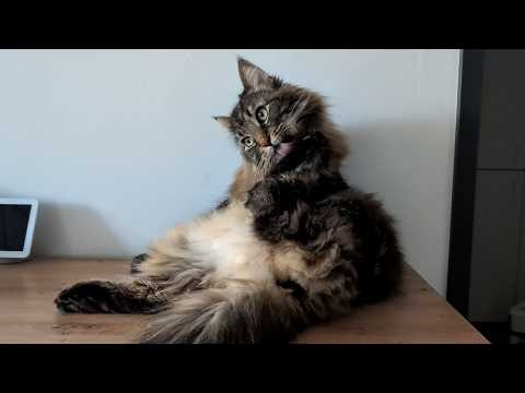 Roy Takes His Grooming VERY Seriously! | Norwegian Forest Cats
