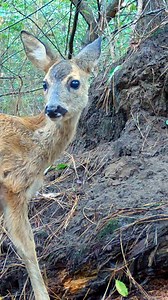 Did you know deer eat sand and dirt to get minerals and to help their digestion? 🤔 This behavior is called geophagy. It helps fawns develop their digestive systems, while in adults it can help compensate for mineral deficiencies in their diet or aid in digesting certain plants 🌿 #animalfacts #deer #fawn #nature #wildlife #animals #forest #fblifestyle | Once Upon a Forest
