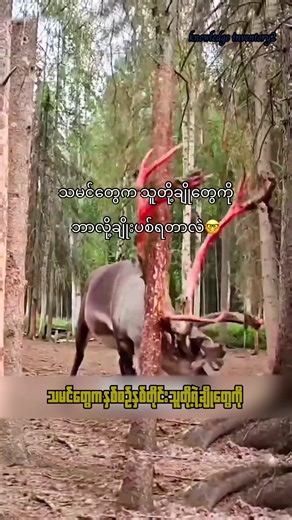 သမင်တွေက သူတို့ချိုတွေကို ဘာလို့ ချိုးပစ်တာလဲ🤓🥸#knowledgesharing #learnontiktok #educational #viral #didyouknow