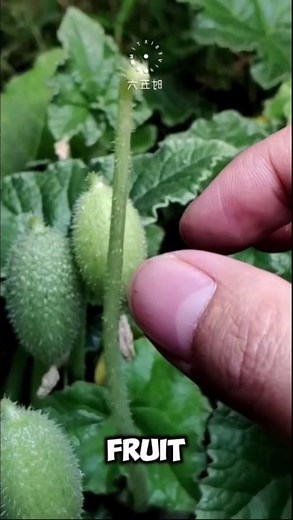 The Exploding Plant: Squirting Cucumber!