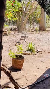 La iguana no se deja | Micaela Hurtado