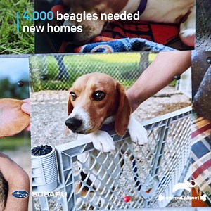 554K views · 7.8K reactions | As part of the nationwide effort to save 4,000 beagles from a Virginia facility, Brilliance Subaru and Anderson Humane jumped in the driver's seat for the rescue mission.  Watch more adoption stories on #PuppyBowl Sunday, Feb 12 at 2p ET/11a PT on Animal Planet. | Puppy Bowl | Facebook