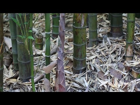 How to Remove Bamboo Roots From Your Garden - With and Without using poison.