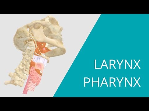 Larynx Pharynx - Interactive 3D Anatomy - Muscles that move the vocal cords