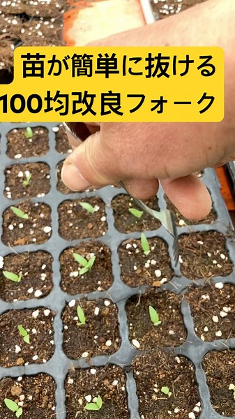 100均フォークで、苗が簡単に抜ける‼️ #家庭菜園 #農業 #野菜 #農業初心者 #種まき #苗取り出し