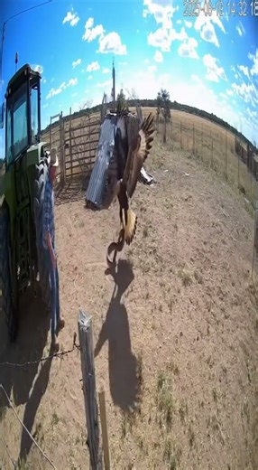 Huge eagle swooping down to save a farmer from a snake