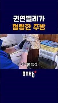 엄청난 번식력으로 주방을 점령한 권연벌레 #방역업체 #벌레퇴치 #해방플러스 #shorts