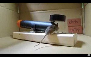 How to make a simple pipe mousetrap