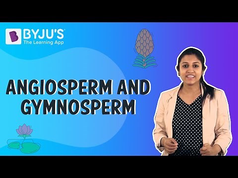 Difference Between Angiosperms And Gymnosperms