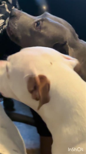 “Puppy love is always in season 🐾💋” “Honey pie kisses from our pitbulls 💛” “Pure love, pitbull style”