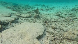 Colorful Picasso triggerfish (Rhinecanthus aculeatus) swims near the seabed with other fish around. Clear waters of the Maldives enhance the vibrant marine life as the fish moves closely to the camera