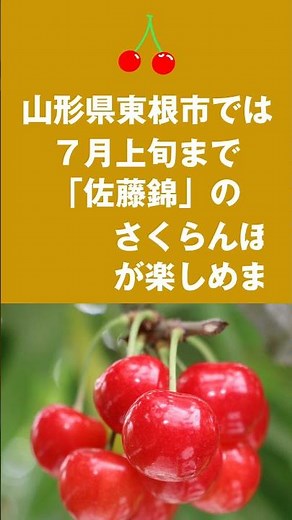 山形県東根市では7月上旬まで「佐藤錦」のさくらんぼ狩りが楽しめます #pr動画