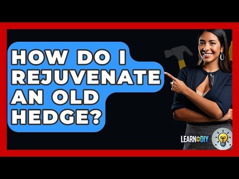 How Do I Rejuvenate An Old Hedge? - LearnToDIY360.com