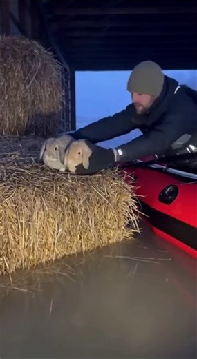 Adorable Lop Rabbits Saved from Rising Floodwaters #rabbits #rescue #shorts #youtubeshorts