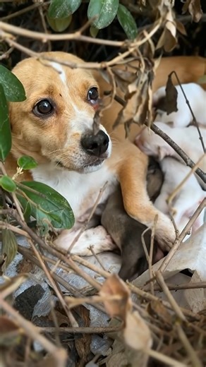 A desperate mother dog clutched her newborn puppies, crying for help. Left with nothing, she refused to give up—until one stranger finally stopped to listen. | We Love All Pitpulls