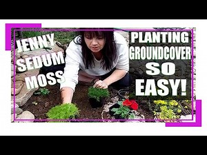 How To Plant Groundcover / So easy / DIY / Sedum (STONECROP) / Creeping Jenny / Moss / Replace Mulch