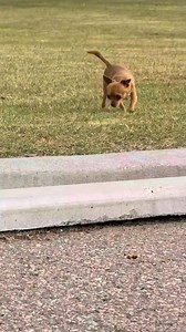 Run buddy, run! 🚀 #dog #doglover #pets #chihuahua #chihuahualove | miltonnkez