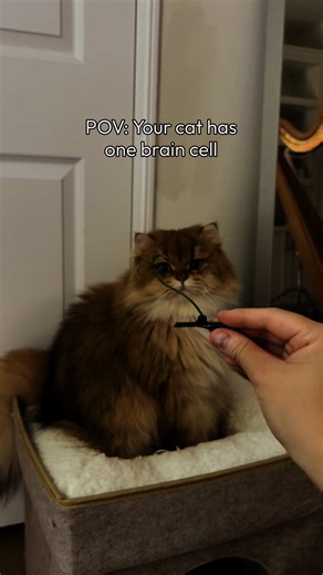 Will Pudding ever realize the sprout on his head? 🤣 It’s taking him at least 5 business days but at least he looks adorable lol. 🌱#britishlonghair | Maple Cat