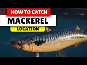 Assassin's Creed Valhalla How to find Mackerel | 3 Locations