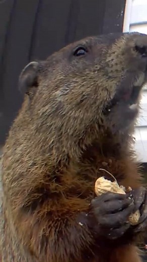 6.2K views · 7.3K reactions | Hey guys! • • #chunk #groundhog #stressrelief #nature #oc #surprise #mindfulness #instamood #aww | Jeff’s Garden Project | Facebook