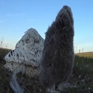 31 reactions | Snowy Owls Nest | Million Viewer | Facebook