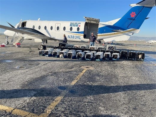 Riverside County shelter dogs travel to find new homes